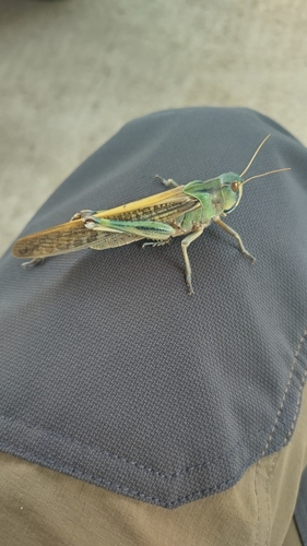 Migratory Locust
