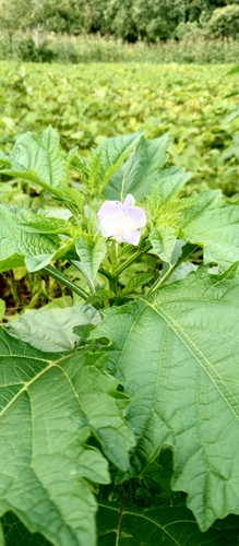 apple-of-Peru