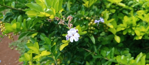 Skyflower