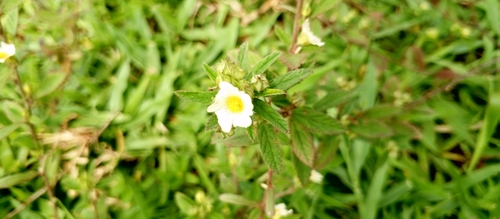 Spinyhead Sida