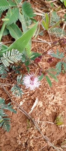 Sensitive Plant