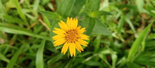 Aspilia mossambicensis