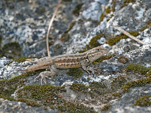 iNaturalist observation photo of Common Sagebrush Lizard