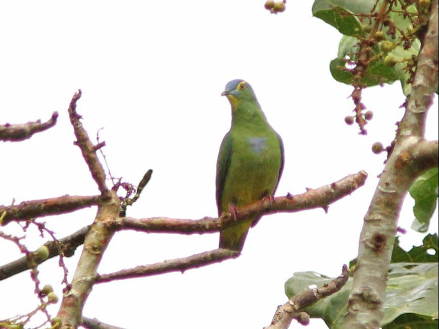 Blue-capped Fruit-Dove (Ptilinopus monacha) photo