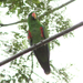 Moluccan Eclectus - Photo (c) David Beadle, all rights reserved, uploaded by David Beadle