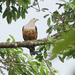 Cinnamon-bellied Imperial Pigeon - Photo (c) David Beadle, all rights reserved, uploaded by David Beadle
