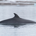 North Atlantic Minke Whale - Photo (c) Don-Jean Leandri-Breton, all rights reserved, uploaded by Don-Jean Leandri-Breton