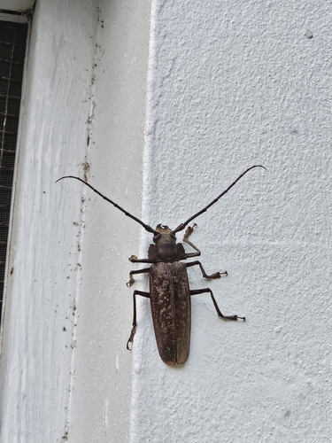 Callipogon proletarius