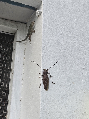 Callipogon proletarius