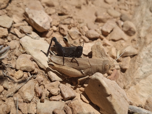 Syrian Grasshopper