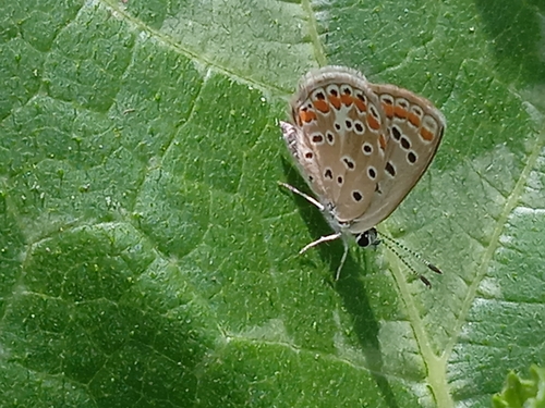 Austaut's Blue