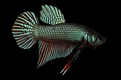Betta smaragdina