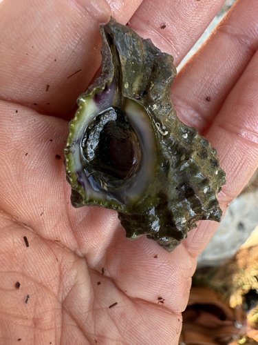 Hexaplex trunculus