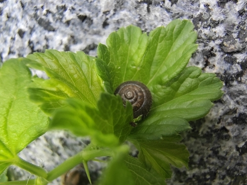 Trochulus hispidus