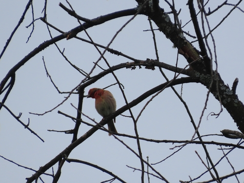 Common Rosefinch