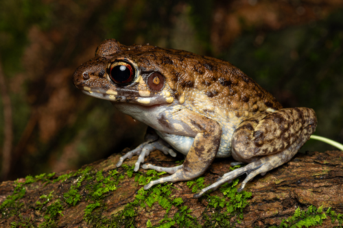 Pulchrana glandulosa (Boulenger, 1882)