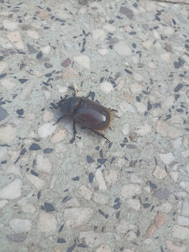 Greek rhinoceros beetle