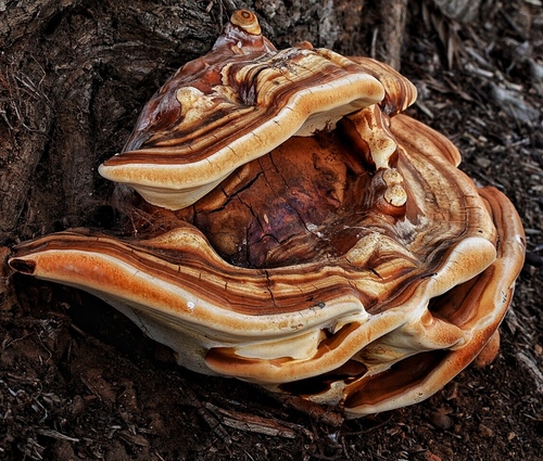 Ganoderma polychromum