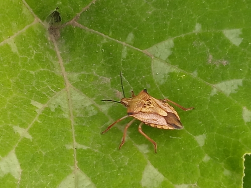 Carpocoris mediterraneus atlanticus