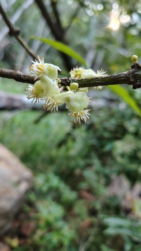 lemon drop mangosteen (Garcinia intermedia)
