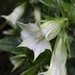 Tripterospermum alutaceifolium - Photo (c) 陳雨君, όλα τα δικαιώματα διατηρούνται, uploaded by 陳雨君