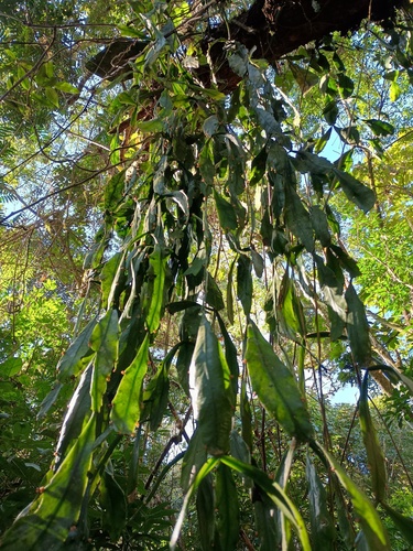 Rhipsalis olivifera
