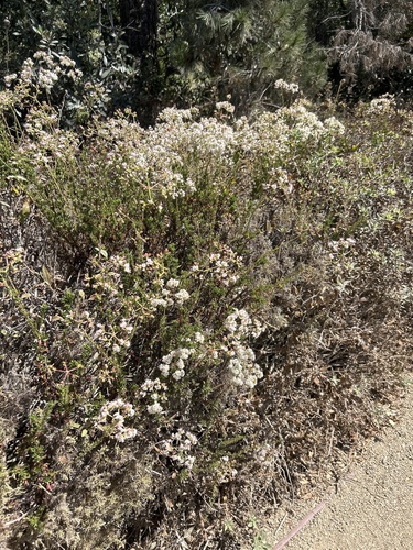 iNaturalist observation photo of California Buckwheat