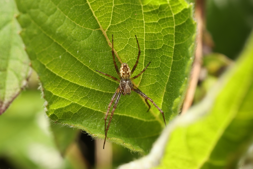 Sooty Orbweaver from Ellerslie, Auckland, New Zealand on October 15 ...