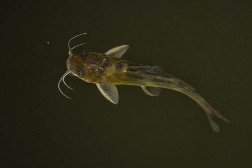 Korean Bullhead