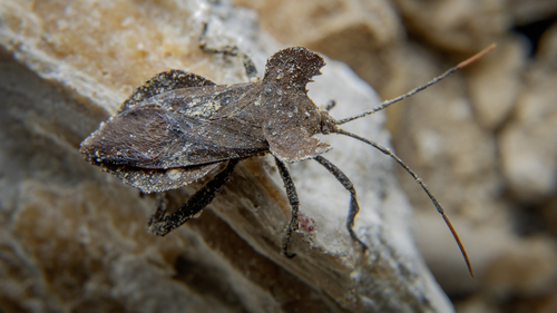 Breddinella humeralis