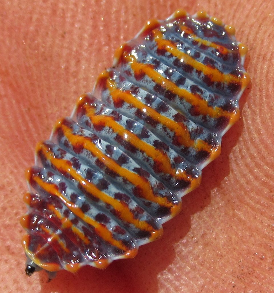 Cyclotorna from Perth WA, Australia on November 4, 2017 by Paul Mutton