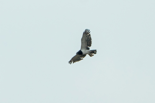 Black-chested Snake-Eagle