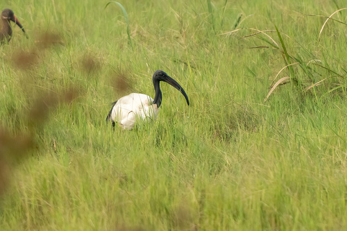 African Sacred Ibis
