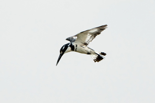 Pied Kingfisher