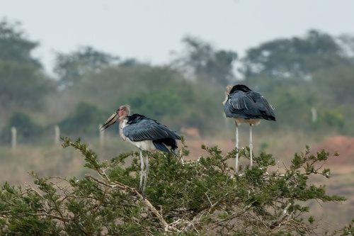 Marabou Stork