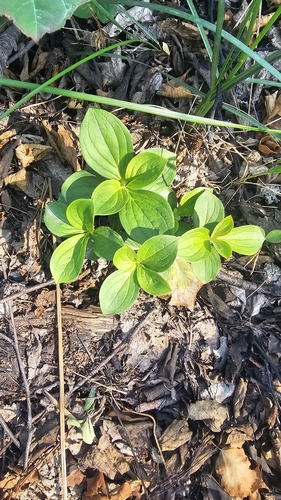 Canadian bunchberry
