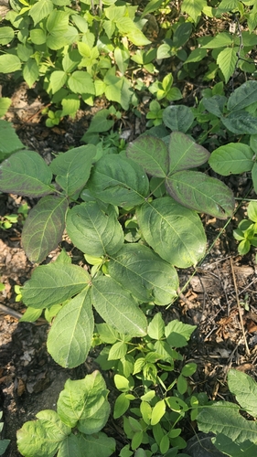 wild sarsaparilla