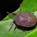 Cyclopelta - Photo (c) 熊盛志, all rights reserved, uploaded by 熊盛志