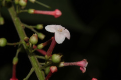 Gonzalagunia rosea image