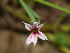 Sisyrinchium micranthum image