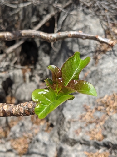 Pachypodium decaryi