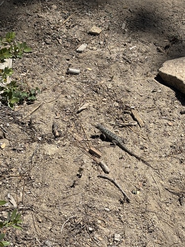 iNaturalist observation photo of Western Fence Lizard