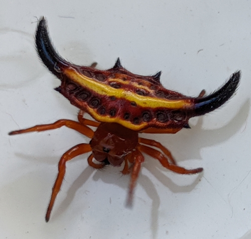 Gasteracantha thorelli