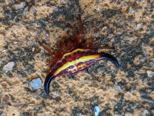 Gasteracantha thorelli