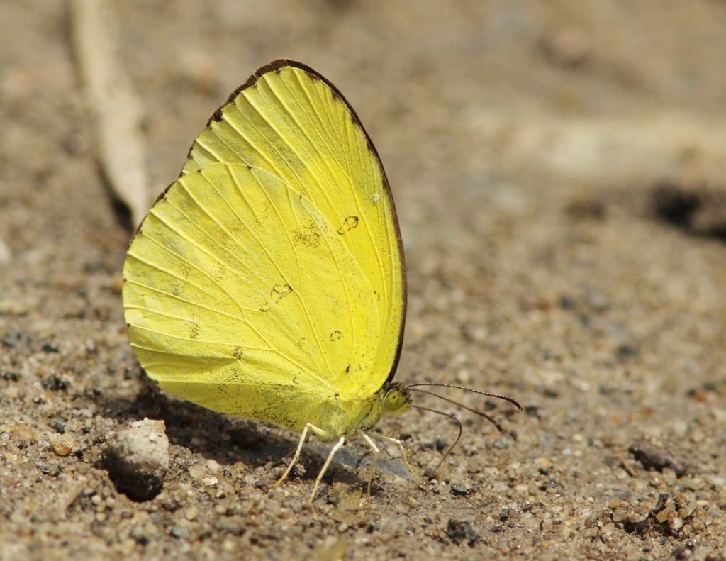 남방노랑나비 from Lore Lindu National Park, Sulawesi... Park, Sulawesi, Indonesi... · iNaturalist 남방노랑나비 (Terias hecabe)