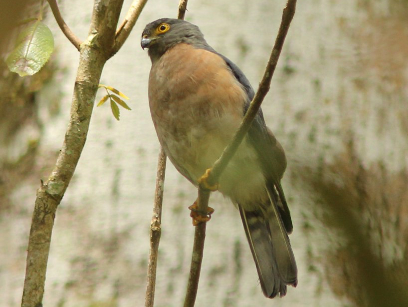 Small Sparrowhawk (Tachyspiza nanus) photo