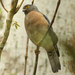 Small Sparrowhawk - Photo (c) David Beadle, all rights reserved, uploaded by David Beadle