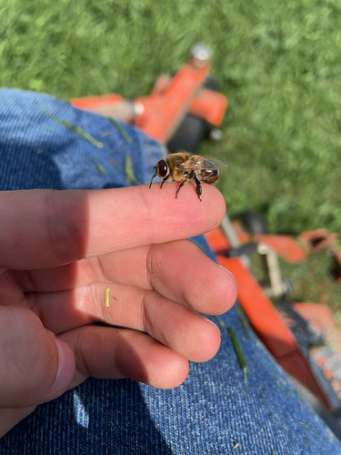 Western Honey Bee