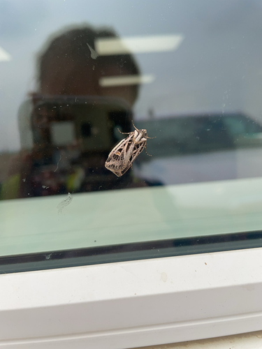 Dingy Cutworm Moth