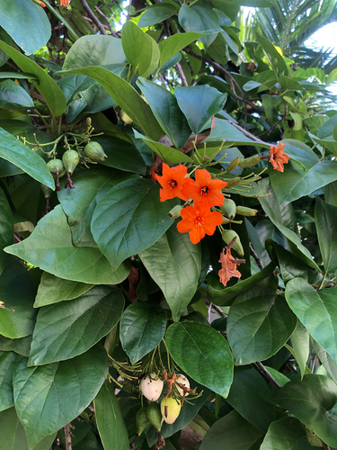 Scarlet Cordia (Cordia sebestena)